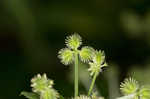 Largefruit blacksnakeroot